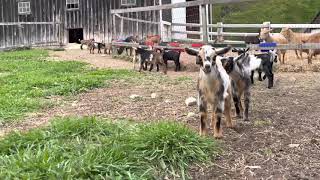 Goat kids gone wild!