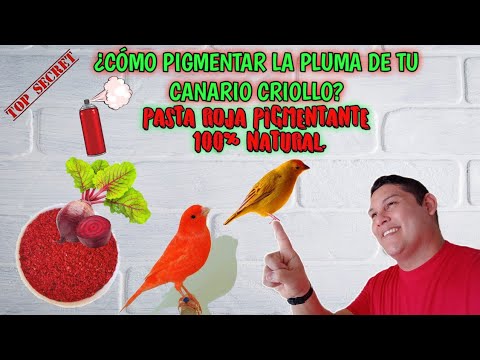 Video: Pulga De Remolacha Común En La Parcela