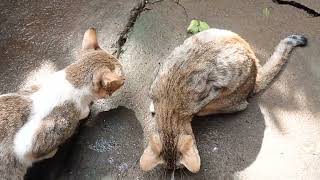 Cat Love Video - Village Cat Video - Animal love video - Village Animal Entertainment Videos YouTube