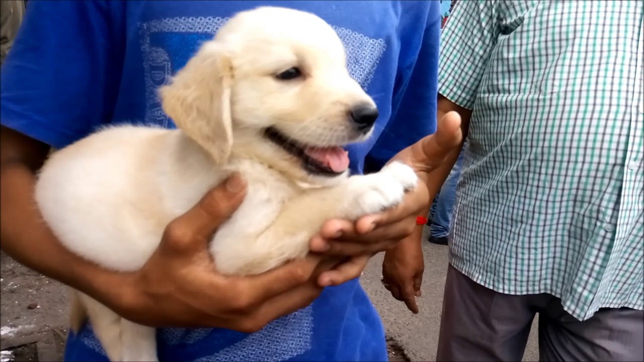 puppy paradise Boy Sale Their Home Breed Golden Retriever Puppy At Galiff Street