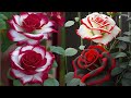 Diy tutorial cara membuat bunga mawar dari plastik kresek  how to make rose flower from plastic bag