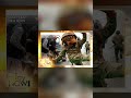 Pentagon Reports Army Mascot 'Liberty' Killed in Iraq