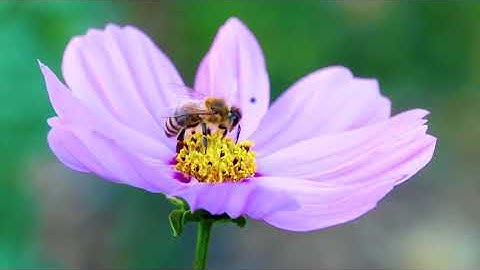 سورة الكهف بصوت القارئ خالد بركات