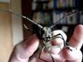 Chirping Longhorn Beetle