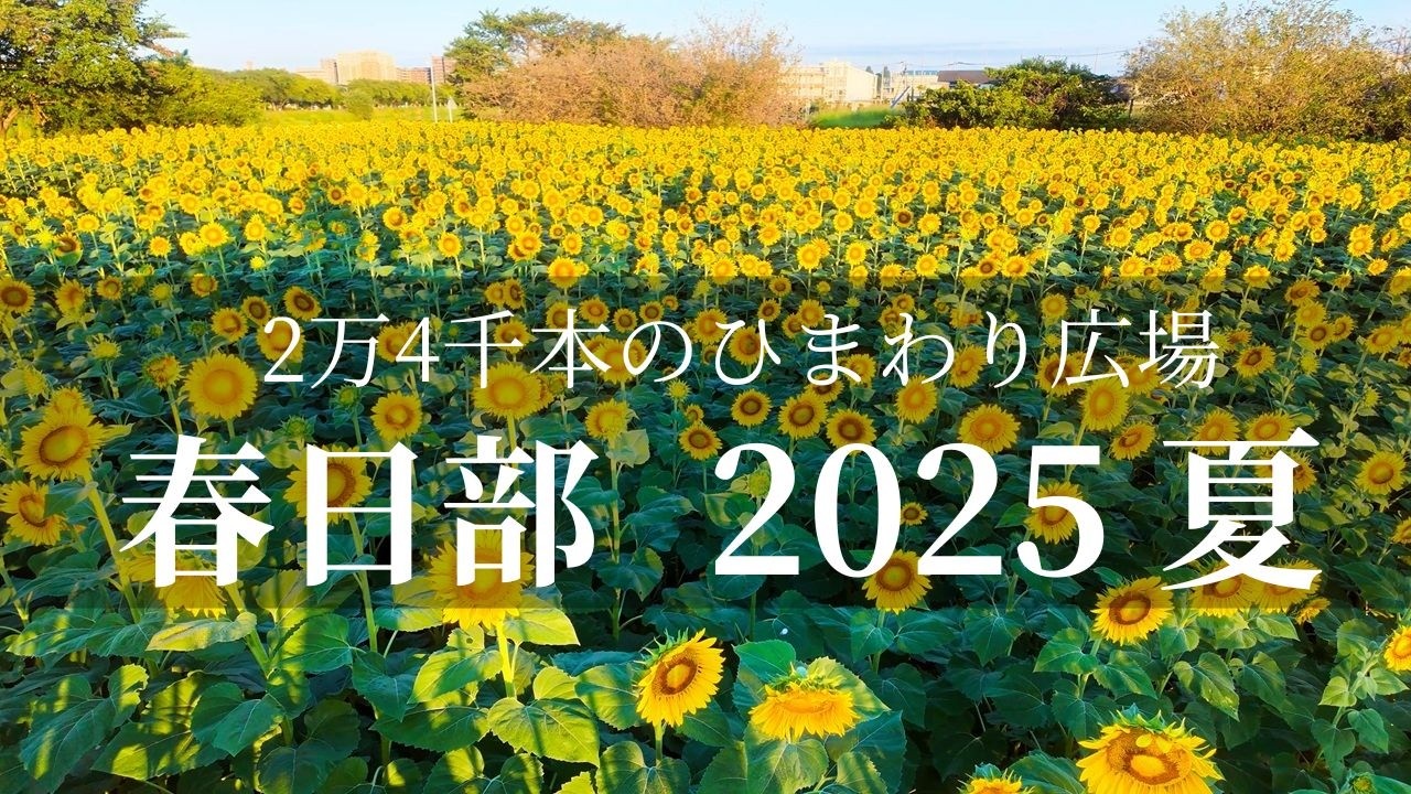Kasukabe [Sunflowers (Full Bloom)] When is the best time to see