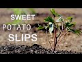 How to Grow Sweet Potato Slips For the Market Garden