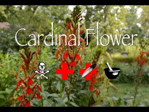 Cardinal Flower: Poison, Medicinal & Other Uses