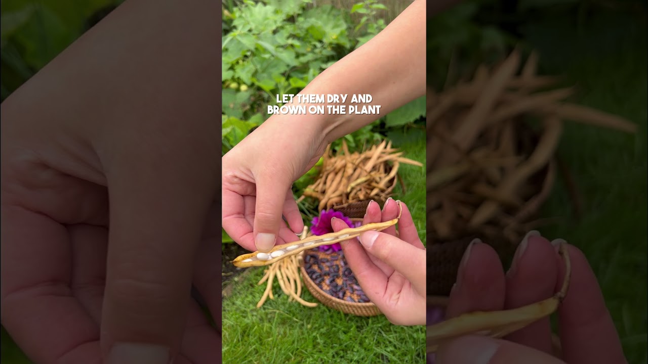 Saving homegrown beans | Diary of a Yorkshire Gardener