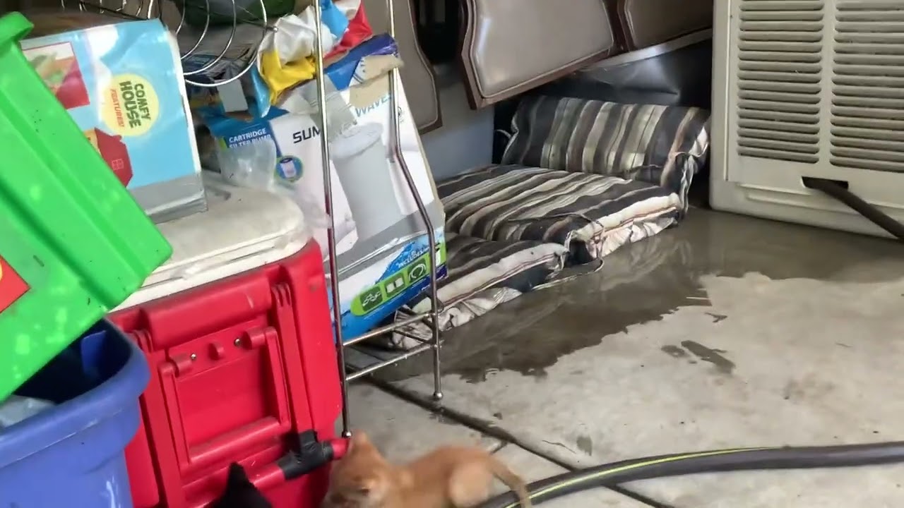 My first video also cats￼