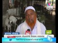 Success story of Kolhapur's Ahmed and Imran brother's goat farming