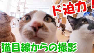 ド迫力猫目線からの撮影 #猫 #保護猫 #保護猫カフェ #ド迫力 #猫目線