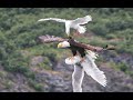 Символ Америки- Белоголовый орлан, главный пернатый хищник США. Bald eagle.