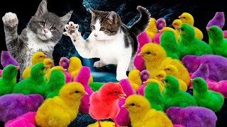 Colorful Chicken World, Funny Chicken World, Colorful Fur. Cute rabbits, cute animals, toy ducks