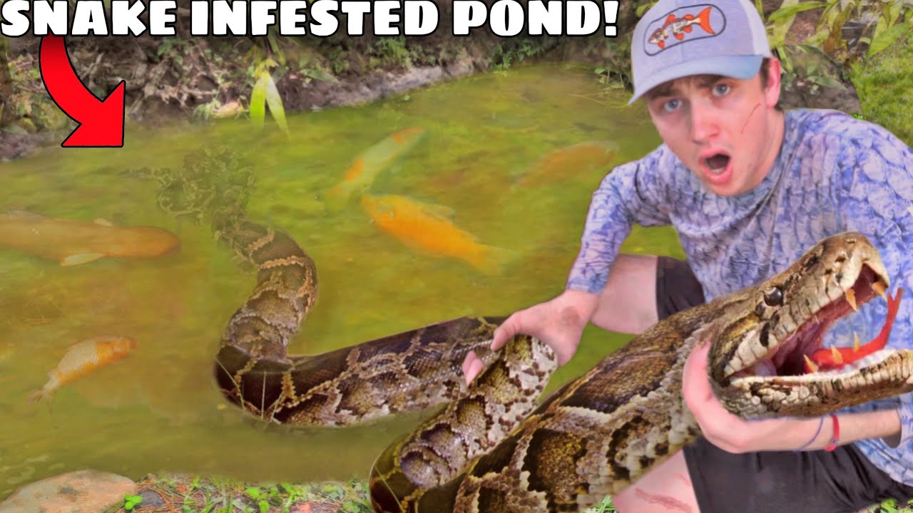 Watch I Found a Pond INFESTED with Deadly Snakes! Video on