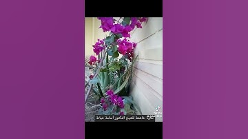 تلاوةخاشعة فضيلة الشيخ أسامة خياط