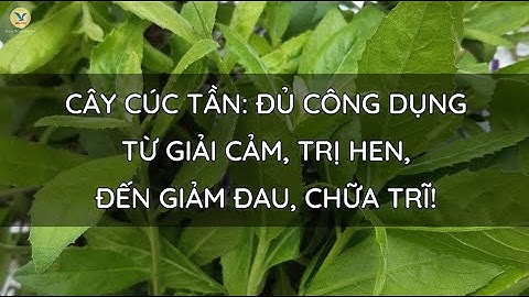 CÂY CÚC TẦN: ĐỦ CÔNG DỤNG TỪ GIẢI CẢM ĐẾN TRỊ HEN, GIẢM ĐAU, CHỮA TRĨ!