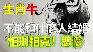 女屬牛結婚忌哪三種屬相，屬牛女不能嫁的生肖，屬牛女與屬馬男的婚姻不配對，屬牛女和屬羊男結婚很難幸福，屬牛女和屬狗男不能成為般配的一對，2023年12生肖運勢，預測十二生肖生肖運勢（牛）生肖運勢運程