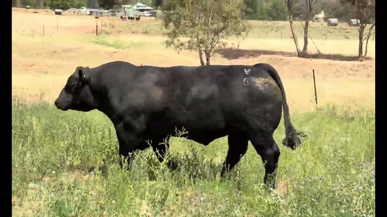 FAB SALE 2026 LOT 172