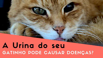 O que urina de gato pode causar?