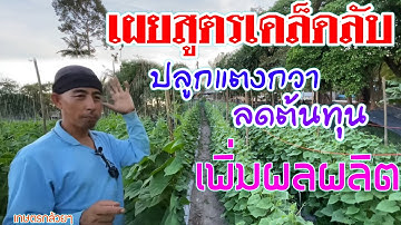 เผยสูตรปลูกแตงกวาต้นสมบูรณ์ลูกดก ลดต้นทุน เพิ่มผลิต | เกษตรสร้างรายได้ | บ่าวยุทธพาจ้วด