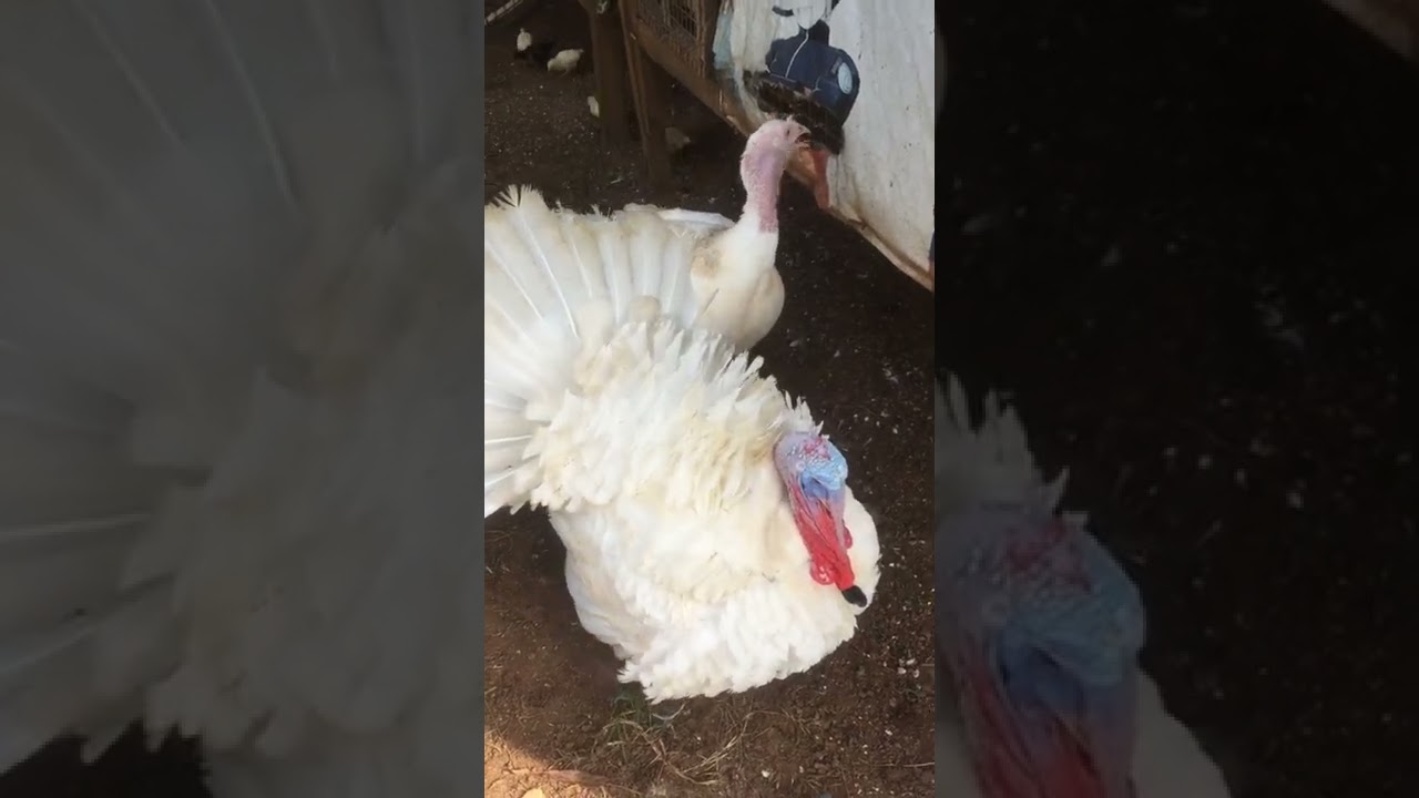 Fat Ass Imported Turkey