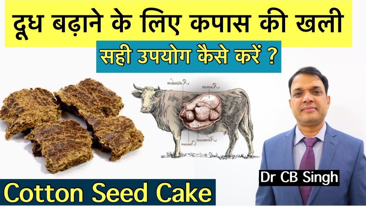 गाय भैंस का दूध बढ़ाने के लिए Cotton Seed Cake का सही उपयोग कैसे करें | Daiy Farm | ​⁠@DairyUstaad