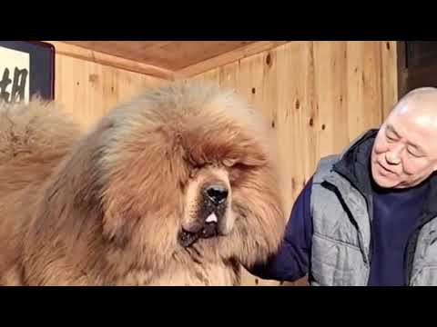 สุนัขพันธุ์ใหญ่  2022 New  ธิเบตัน มาสทิฟฟ์ (Tibetan mastiffs) สุนัขที่สง่างาม แข็งแรง และแพงที่สุดในโลก