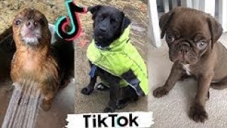 2020 August Tiktok - Cute And Funny Animals Compilation Pt.27