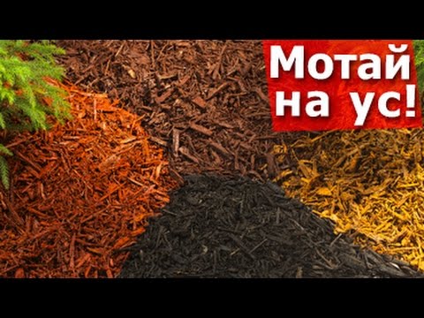 Мульча, что это такое / Мотай на ус!