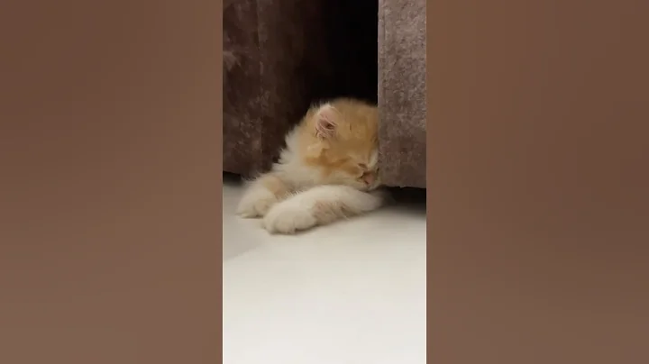 Video 9145771: cute cat baby love, cat baby love funny