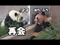 楓浜＆良浜、「ねえねえママ～」、「あらふうちゃん、元気だった？」、ママと再会、朝から忙し忙しの良浜が楓浜に寄り添う
