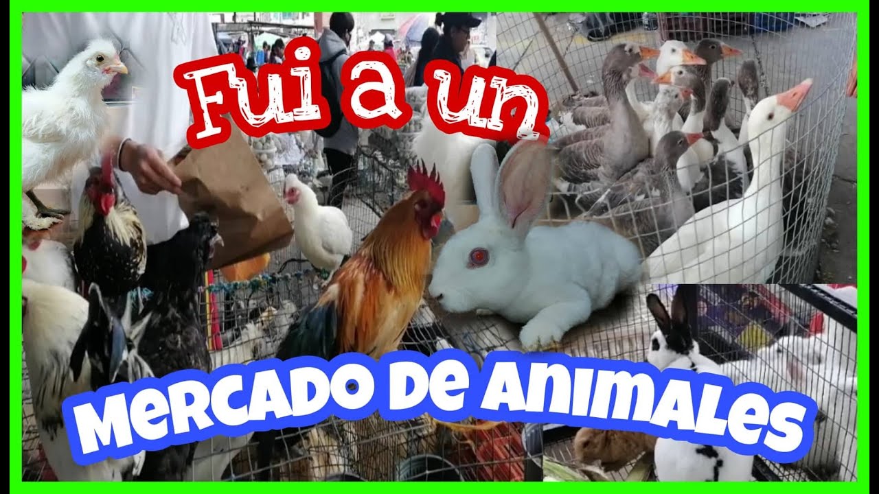 Fui a UN MERCADO DE ANIMALES habían muchos🦆🐥🦃🐇🐹🕊️traje algunos a la granja.