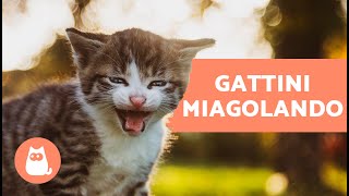 I migliori MIAGOLII di GATTINI Gatti che miagolano forte!