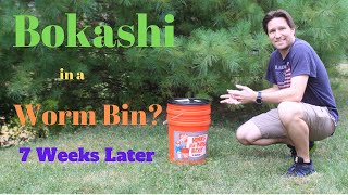 Bokashi Composting in a Worm Bin 7th Week (12/1/2019)
