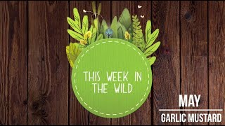 Garlic Mustard | This Week in the Wild | May 2021 | S1:E34