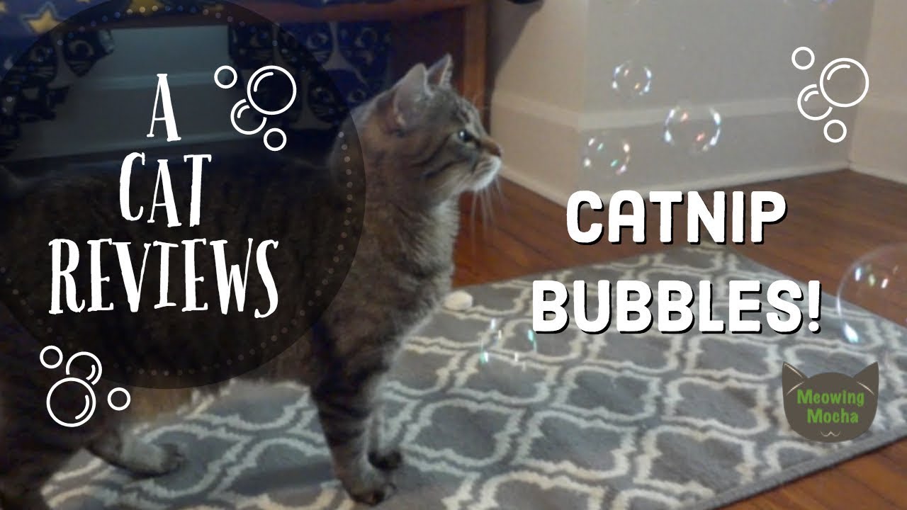 catnip bubbles near me