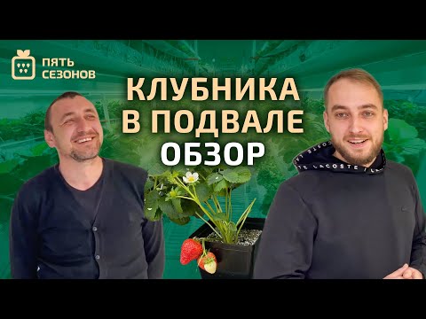 Выращивание клубники в подвале // обзор на мини-ферму