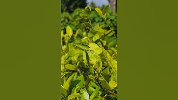 “Assassin Bug: The Deadly Hero of Nature 🕷️🌿”