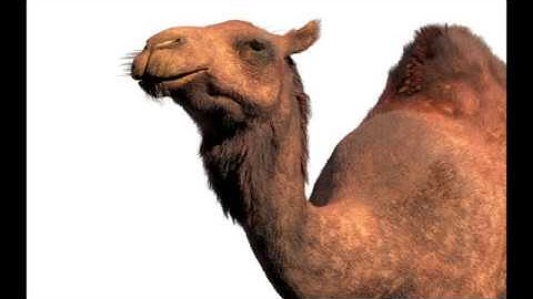 Camel 3d model
