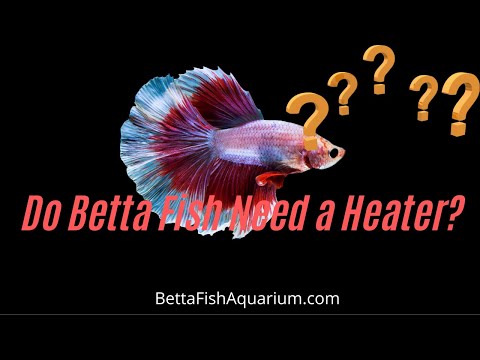 วีดีโอ: ปลา Betta ต้องการเครื่องทำความร้อนและตัวกรองในถังหรือไม่?