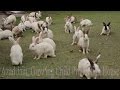 Cute animal rabbits as pets  rabbit farming in india  indian rabbit    