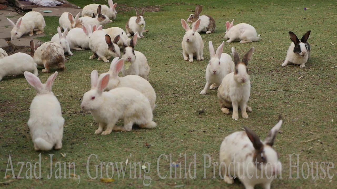 Cute Animal Rabbits as Pets Video | Rabbit Farming in India | Indian Rabbit  | ढेर सारे खरगोश - YouTube