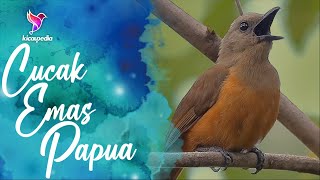 Suara Cucak Emas Papua Untuk Pancingan Sekaligus Masteran | Pitohui Bird Sound