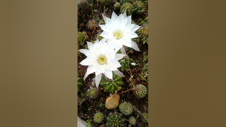 Lindas flores de cactos  #sejambemvindos 😍💚 #jardim #natureza #cacto #flor #floracão #primavera