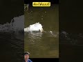 ต้องได้แบบนี้#shorts #youtubeshorts #shortvideo #short #viral #viralvideo #ytshort #ปลา #fishing