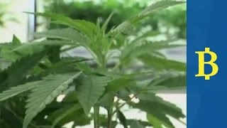 The 'Green Rush' takes off as US businesses invest in legal marijuana