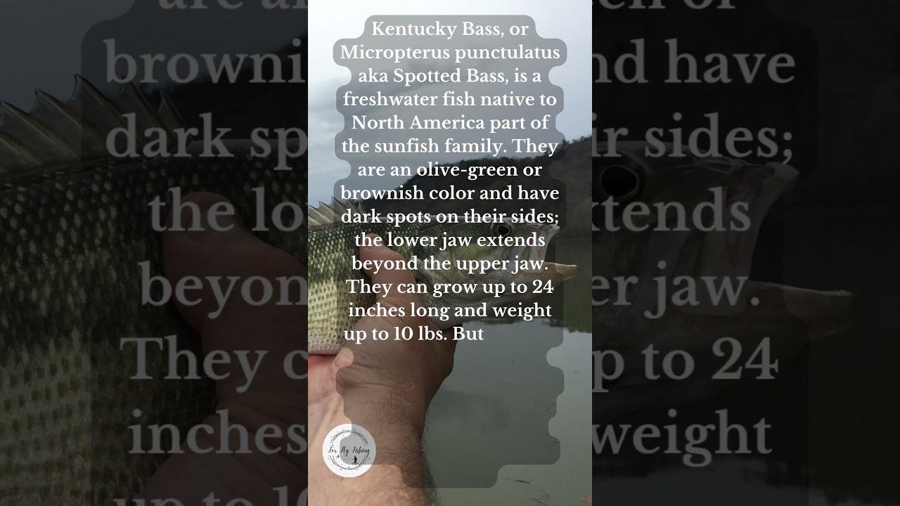 What is a Kentucky Bass?