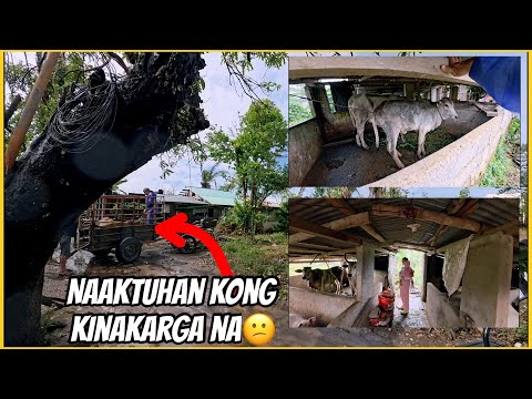 CRISIS SA LAMIG: DAMING NAM@T@y na BAKA, kinakabahan ako sa mga baka natin