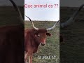 Como Se Llama Como Se Llama