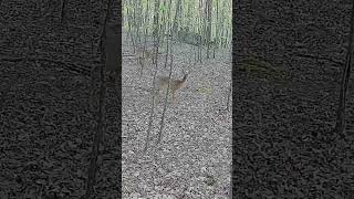 Public land whitetail PA State Gamelands May 2026